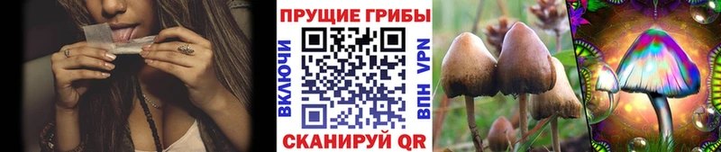 Галлюциногенные грибы Cubensis  кракен ССЫЛКА  Бийск  сколько стоит 